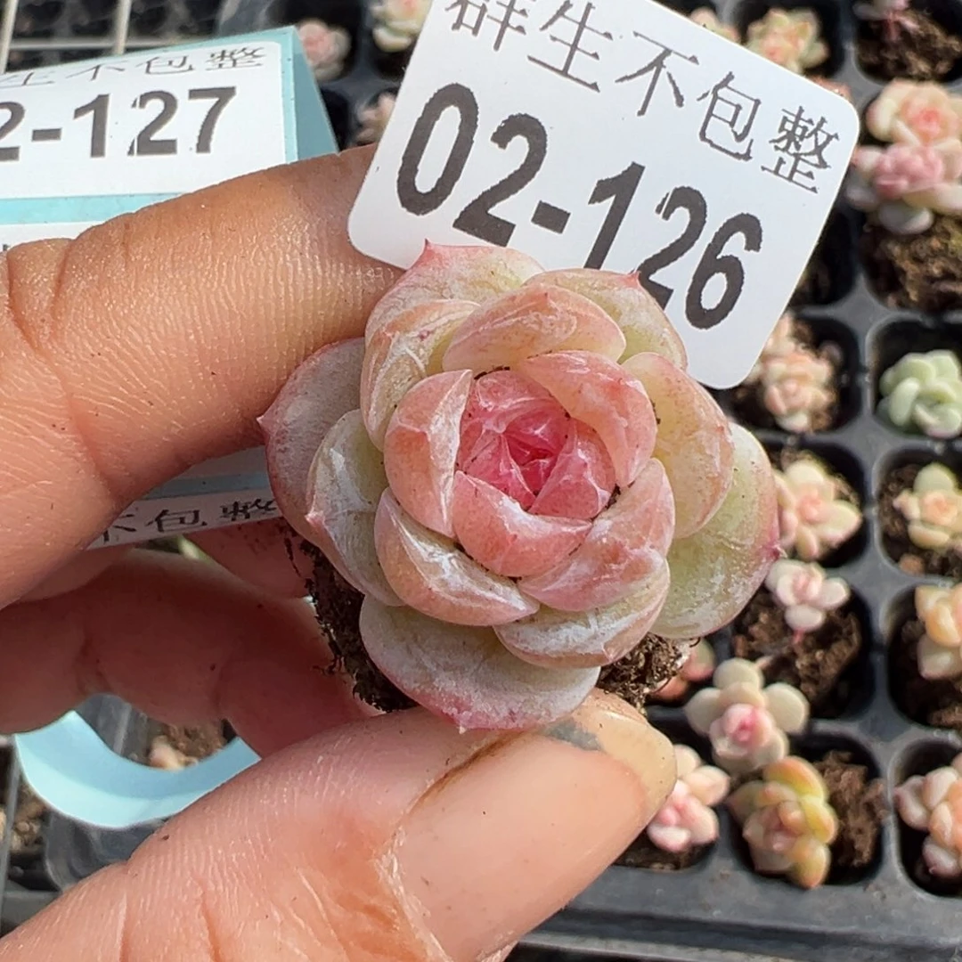 哈哈哈哈哈2-126