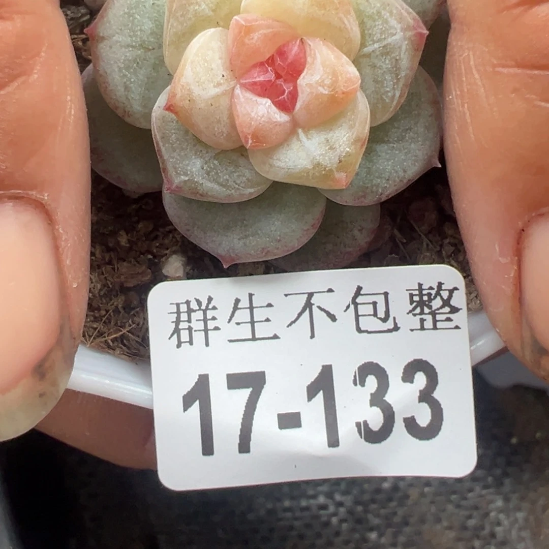 D****y哈哈哈哈17-133哈哈