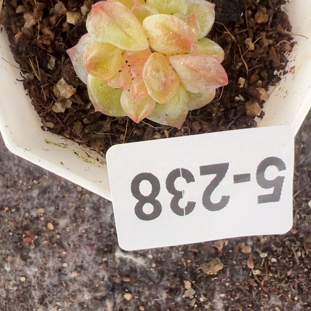 哈哈哈哈哈5-238