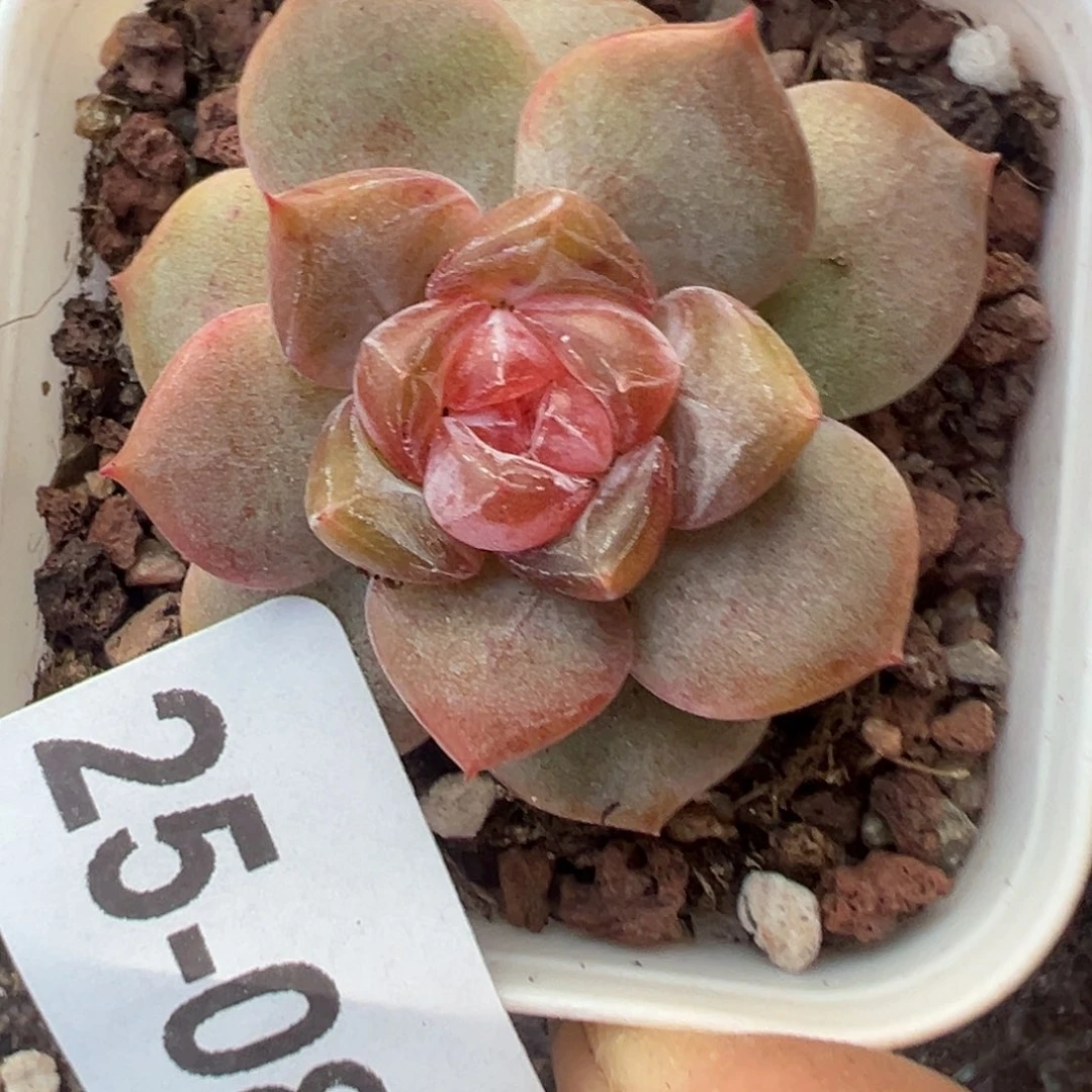 哈哈哈哈哈25-080