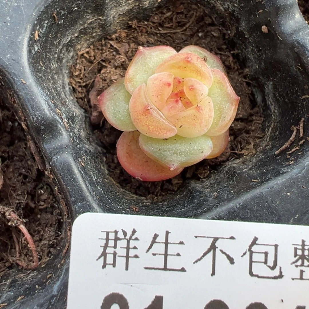 哈哈哈哈哈31-064