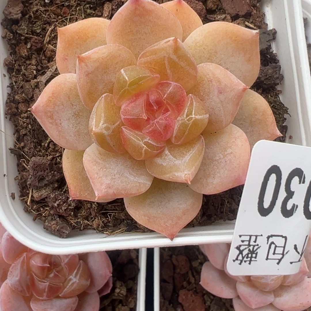 哈哈哈哈哈18-030