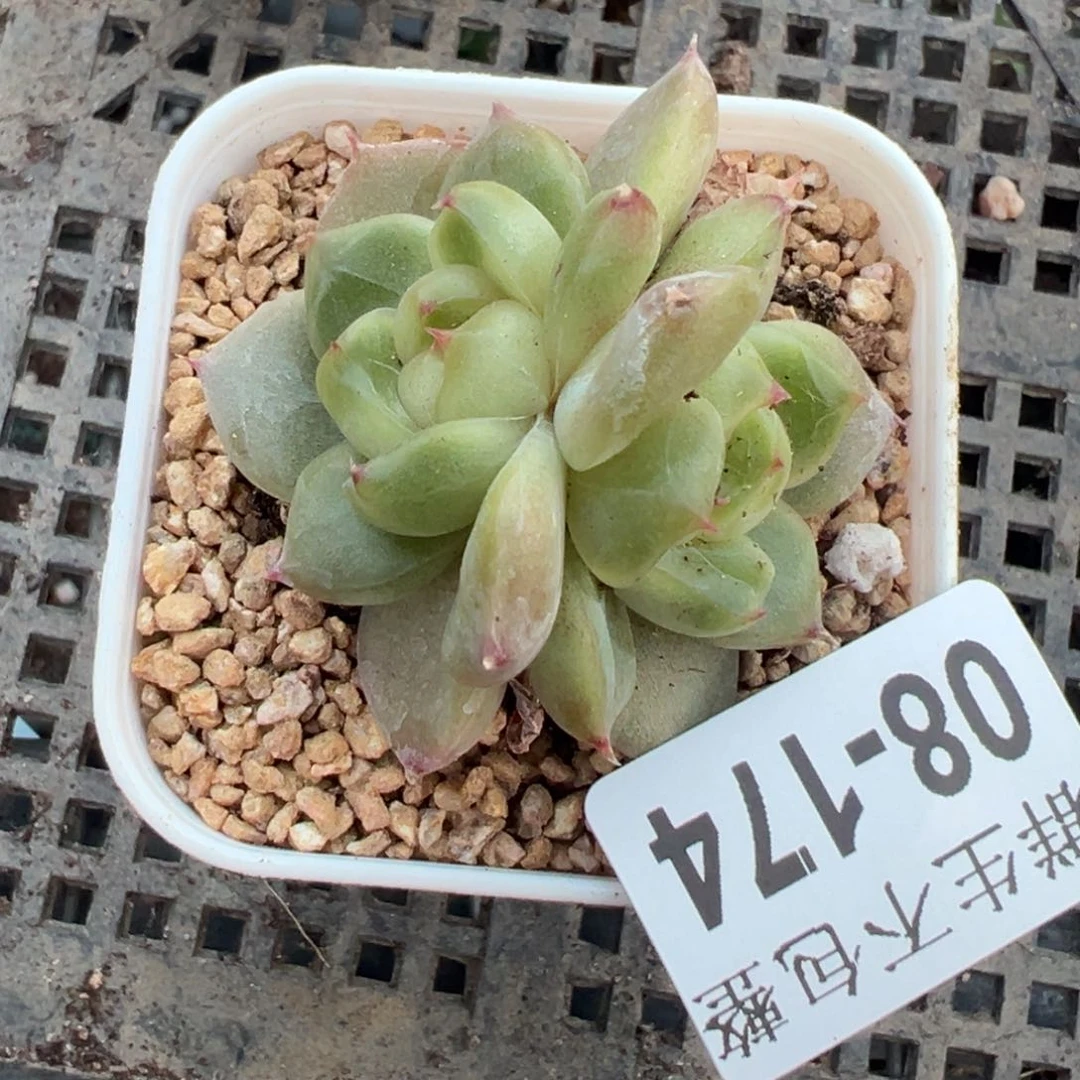 哈哈哈哈哈8-174