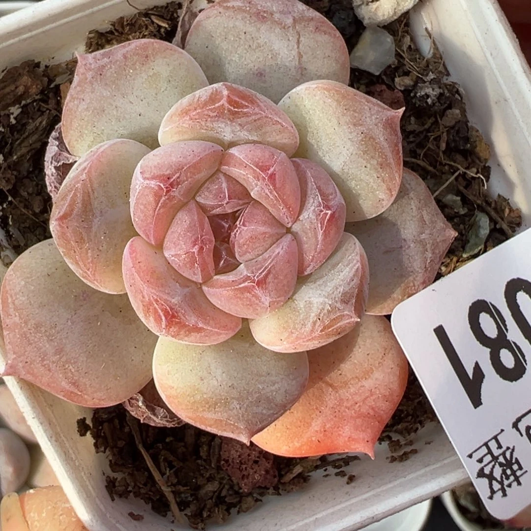 哈哈哈哈哈3-081