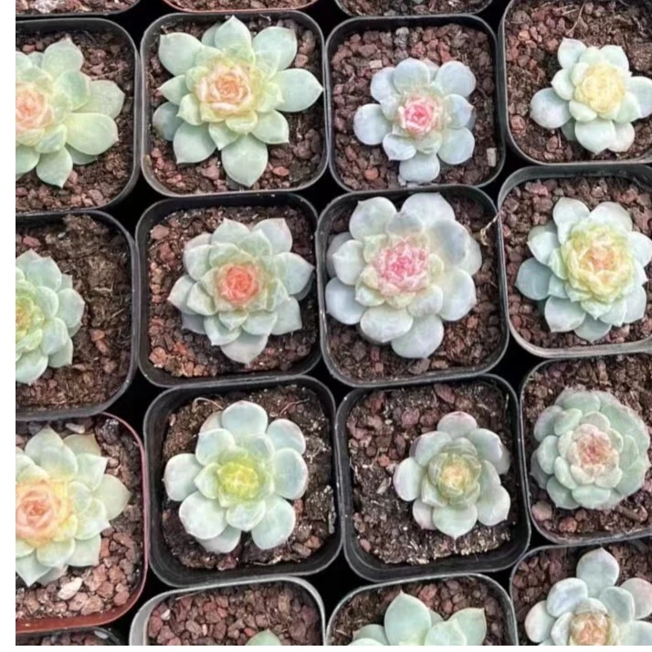 糖心多肉新手好养基地直播冰玉冰魄橙梦露冰娃娃带香味小老桩多肉