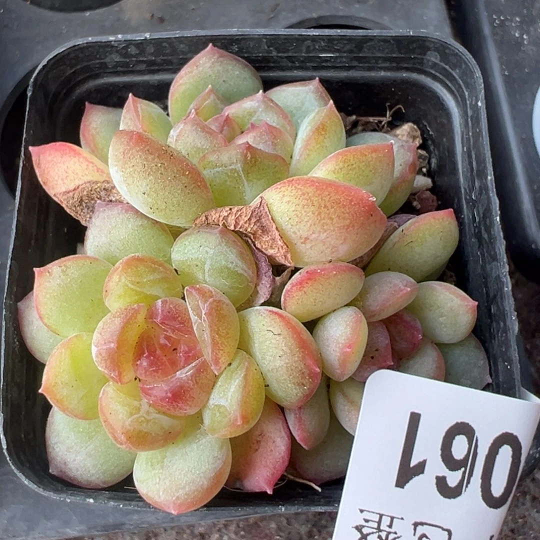 哈哈哈哈哈19-061