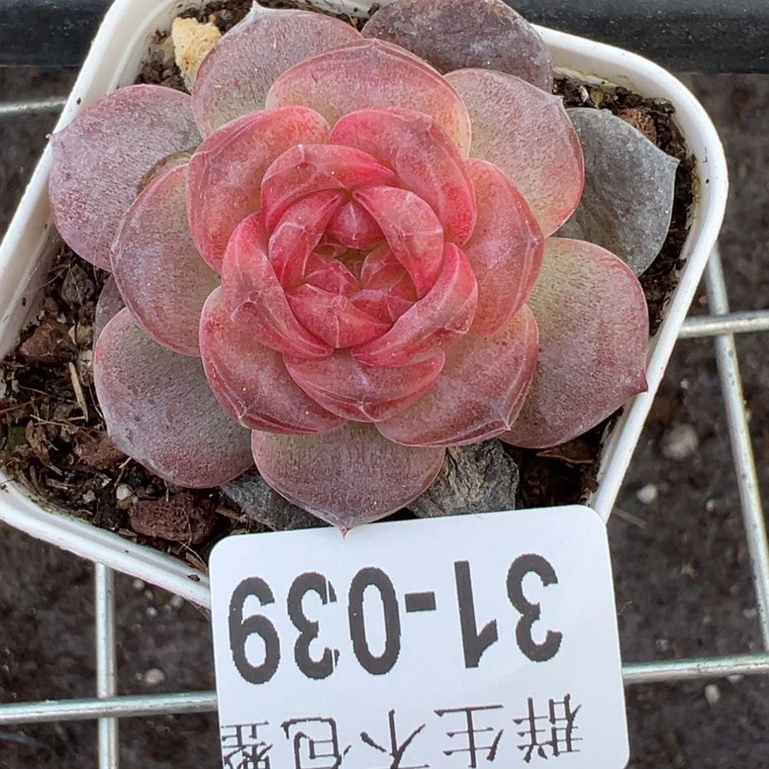 哈哈哈哈哈31-039