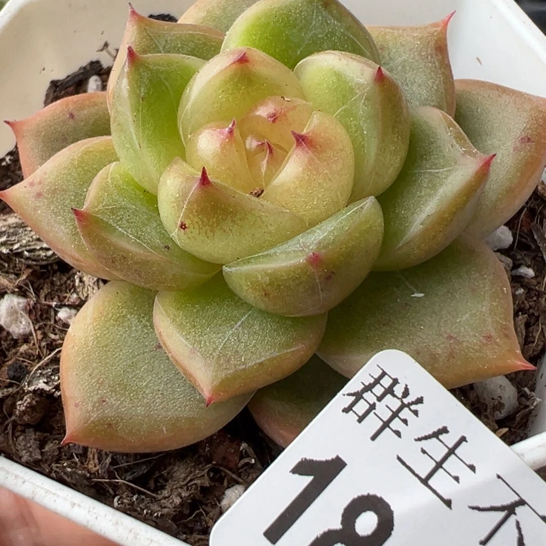 哈哈哈哈哈18-079