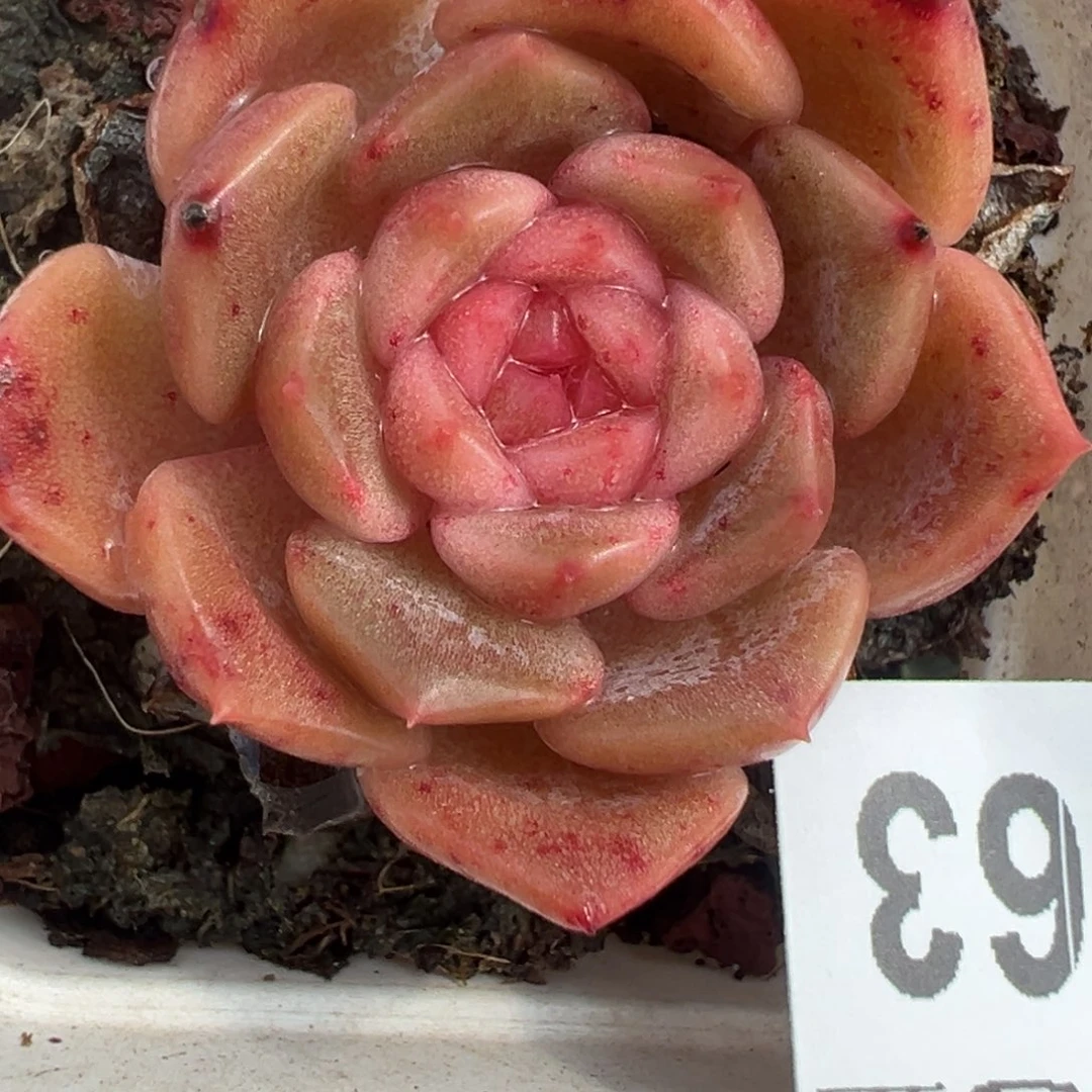 哈哈哈哈哈24-063