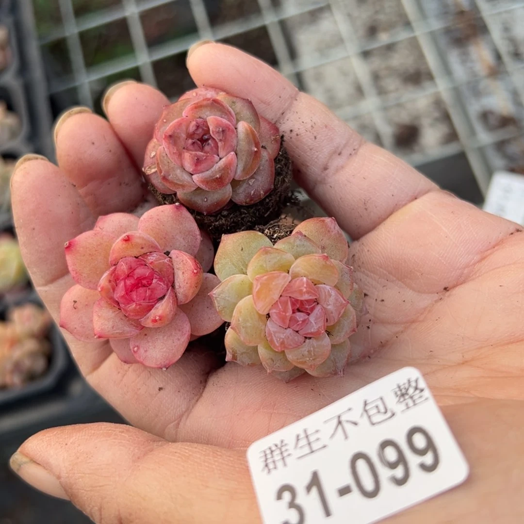 哈哈哈哈31-099哈哈