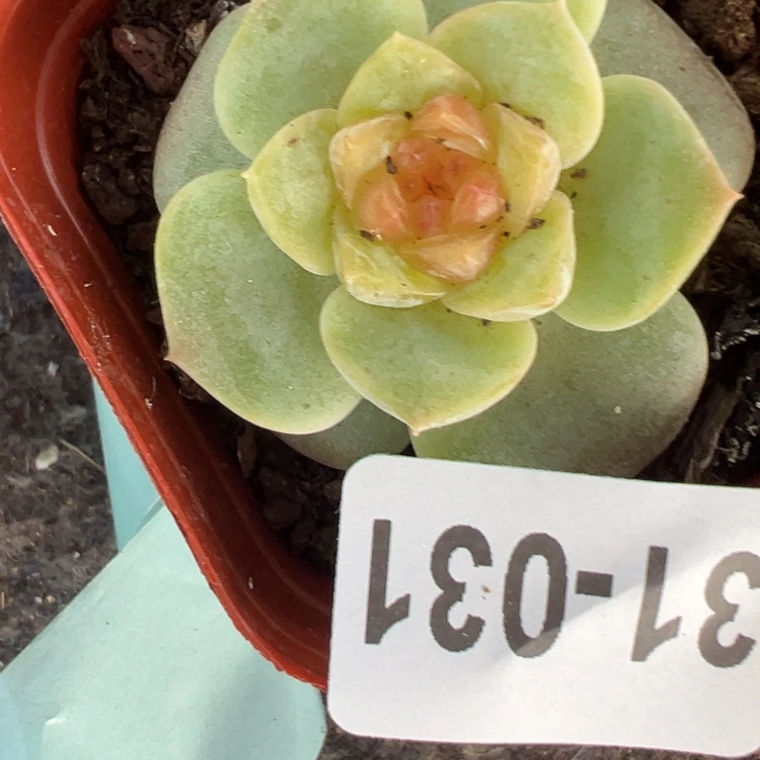 哈哈哈哈哈31-31