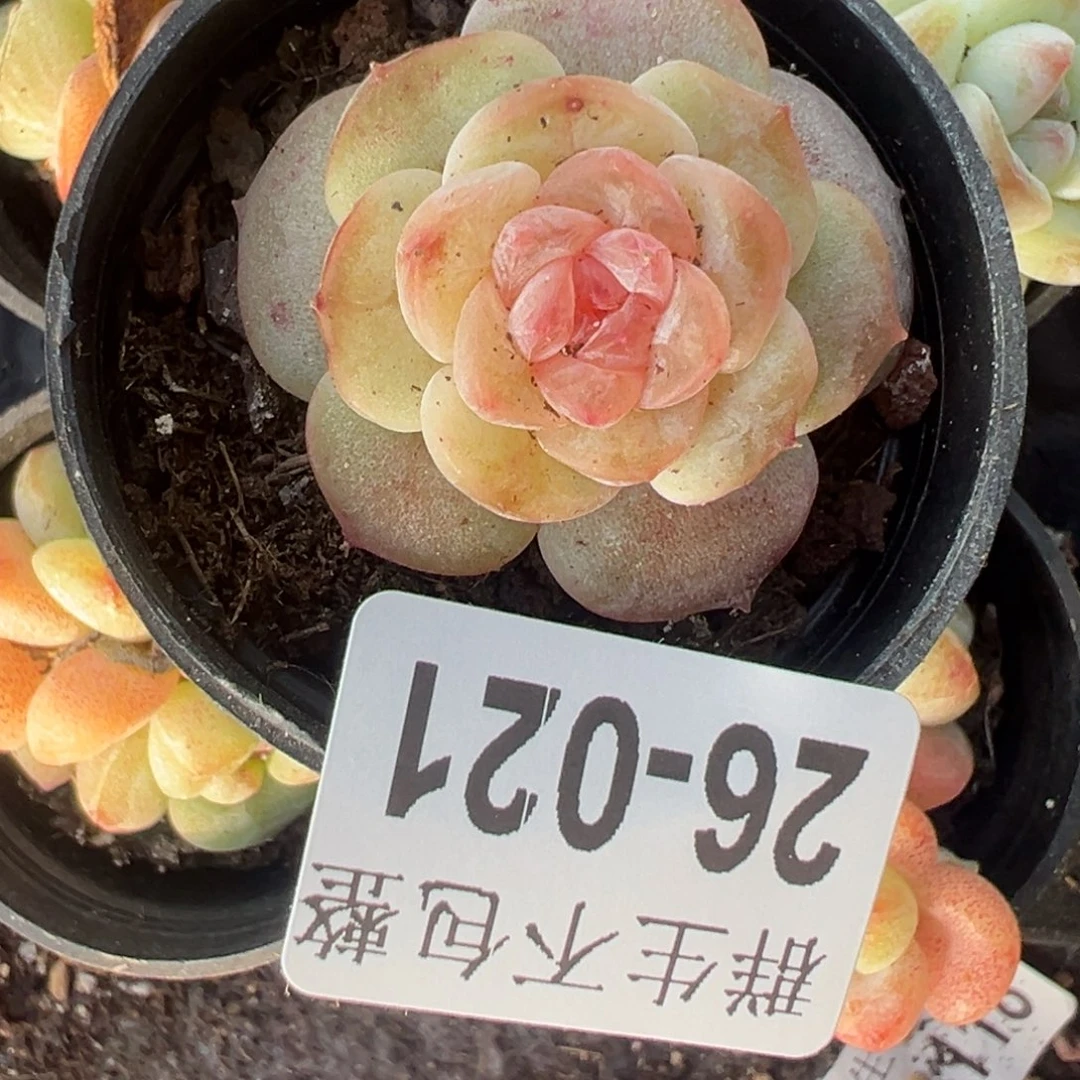一物一拍糖心26-021