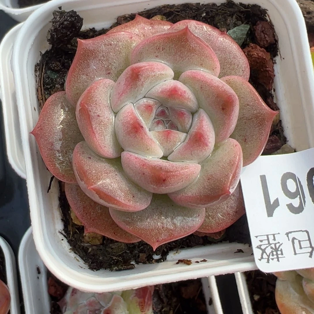 哈哈哈哈哈24-061