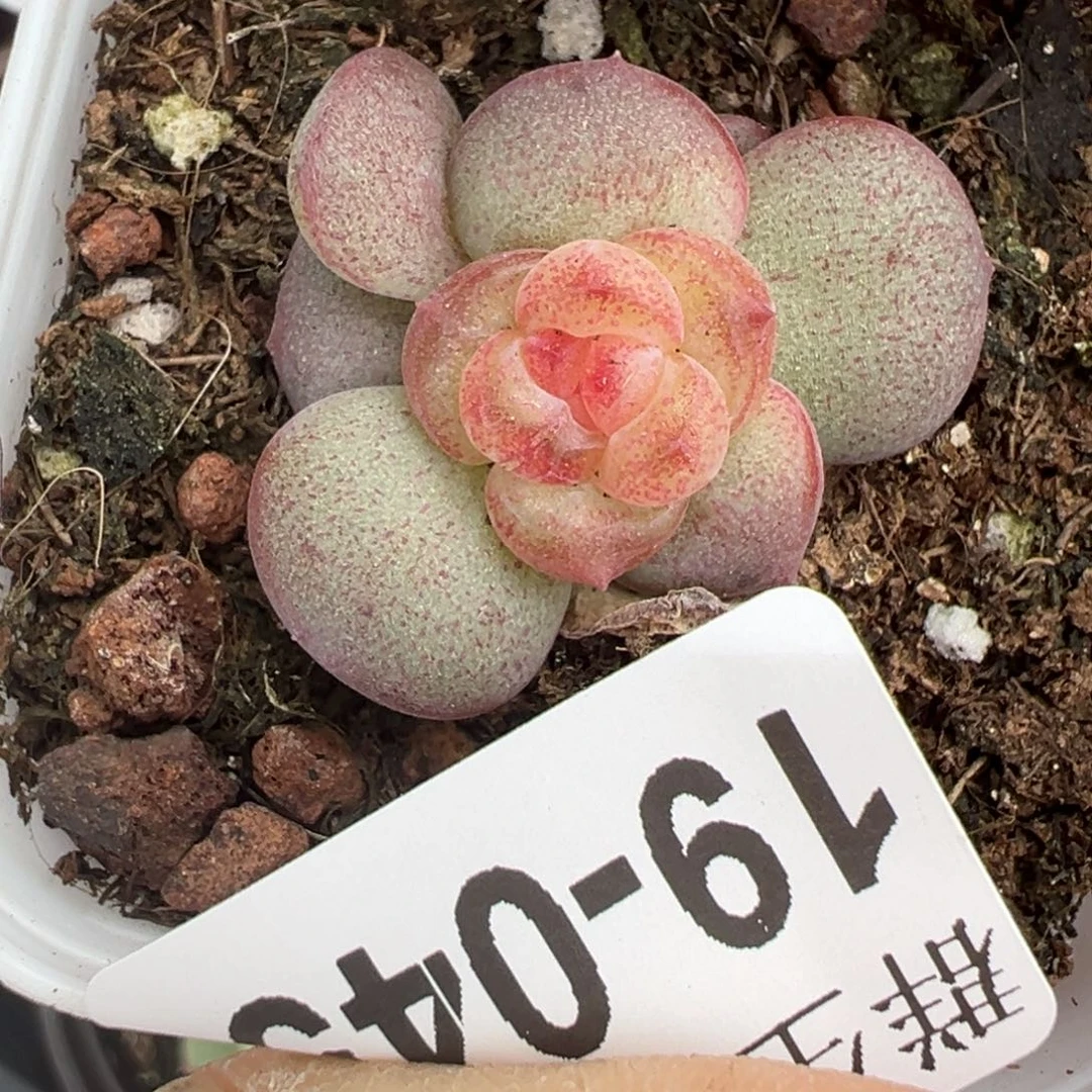 哈哈哈哈哈19-045