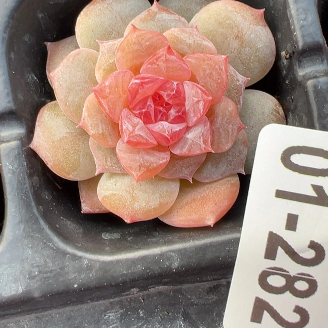 哈哈哈哈哈1-282