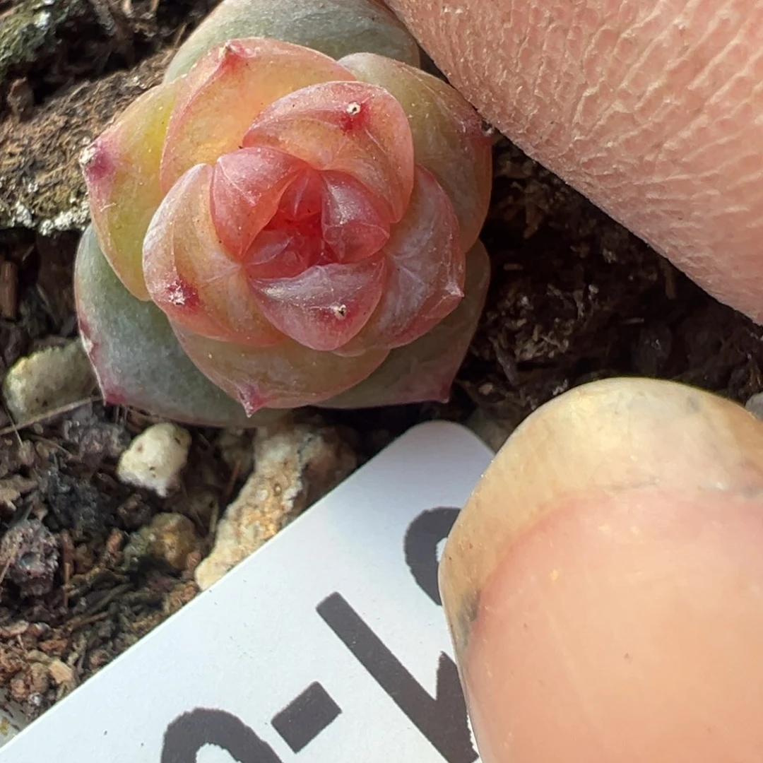 欢*哈哈哈哈哈31-087