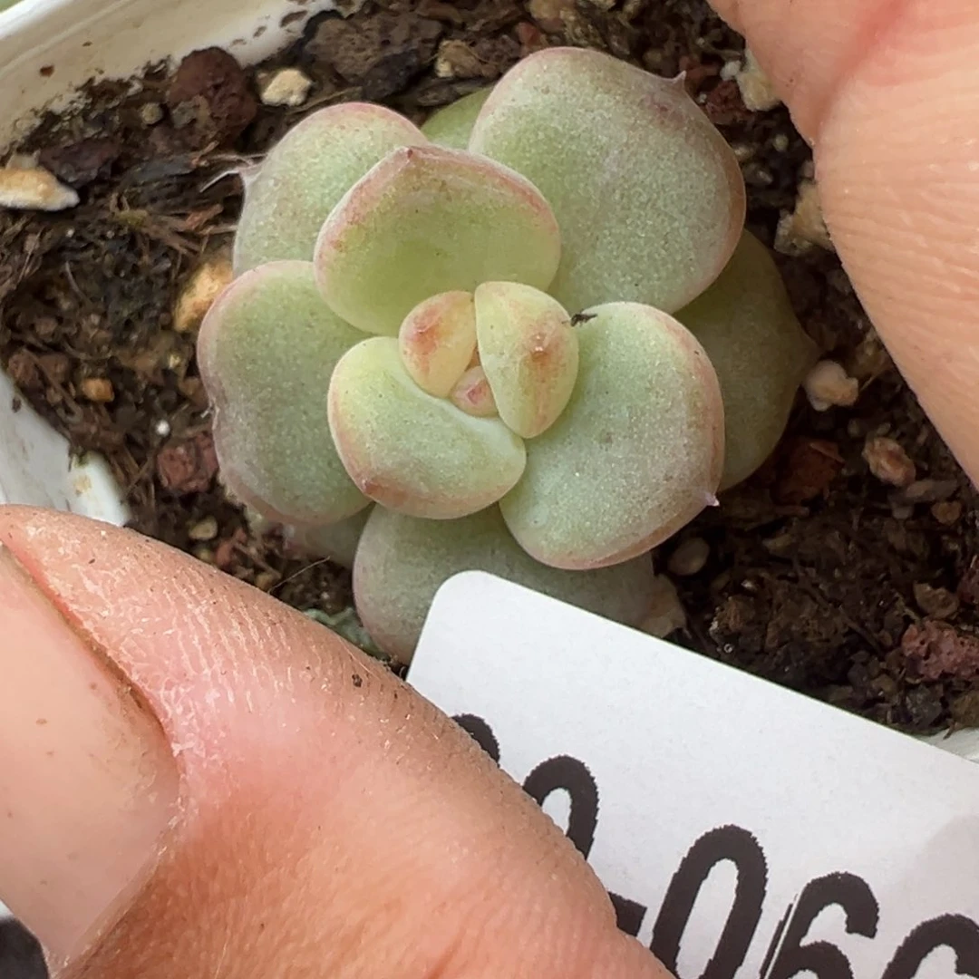 ?****y哈哈哈哈哈30-066