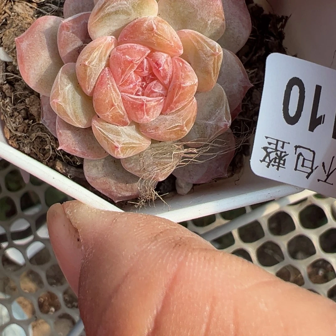 哈哈哈哈哈2-110