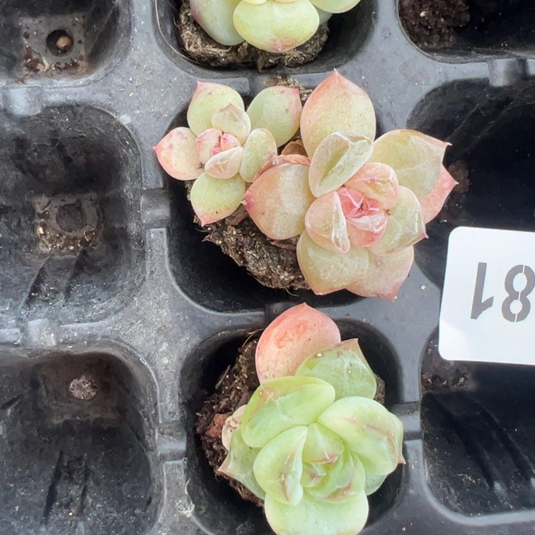 哈哈哈哈哈5-281