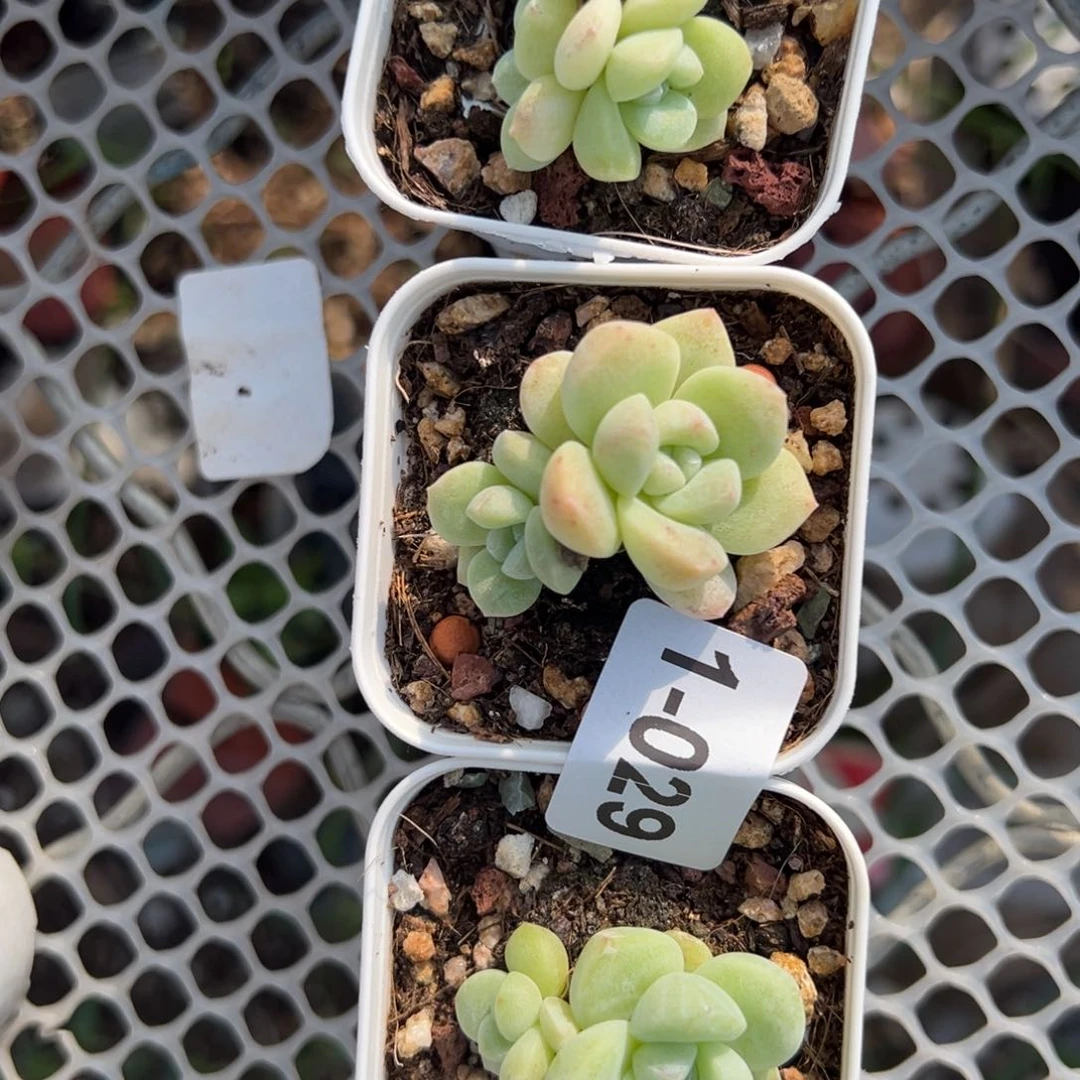 哈哈哈哈哈1-029