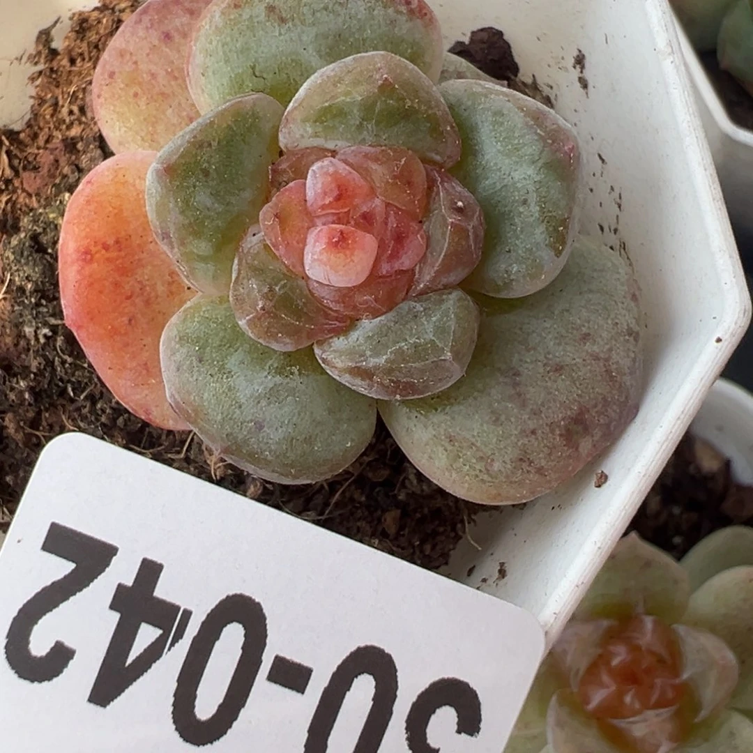 哈哈哈哈哈30-042