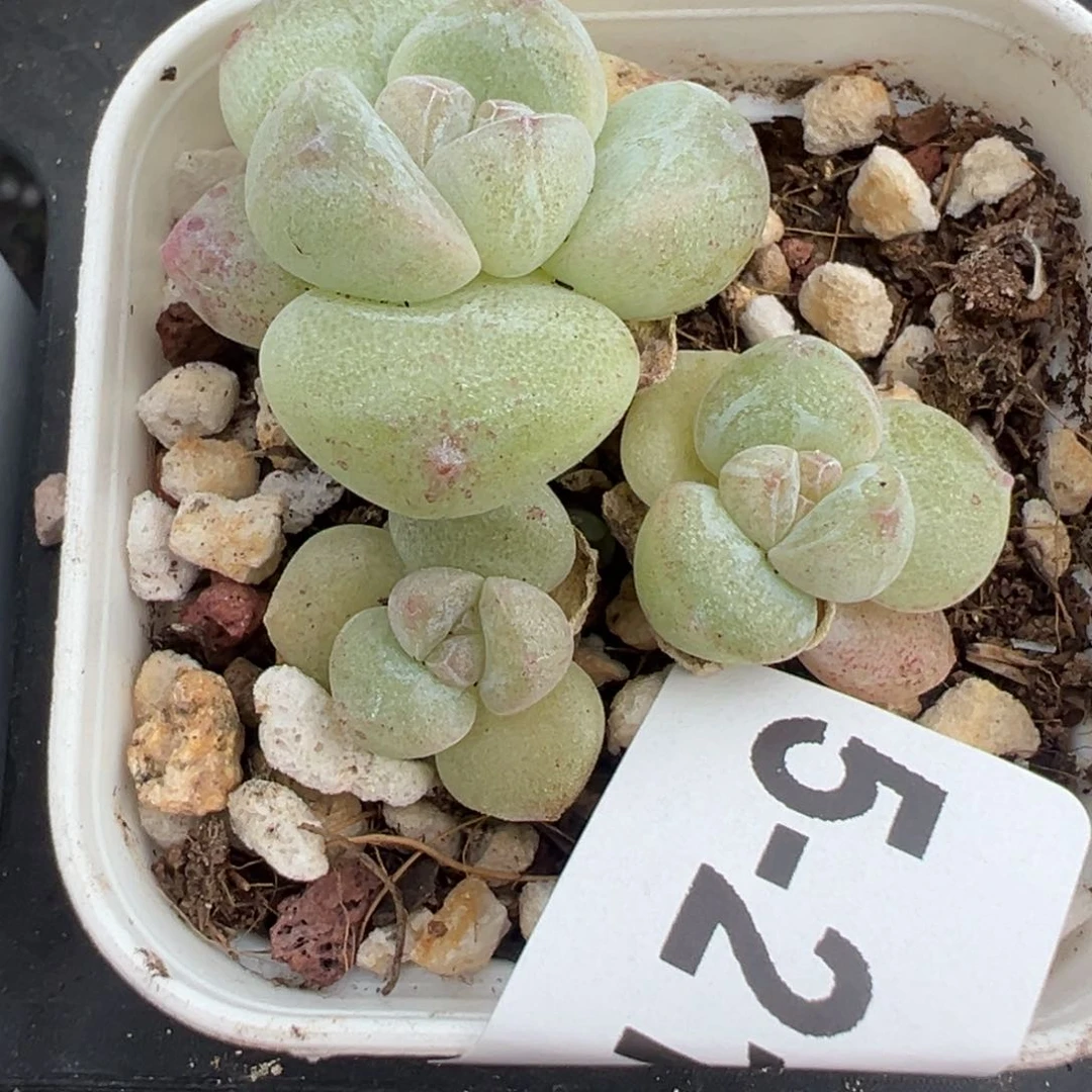 哈哈哈哈哈5-212