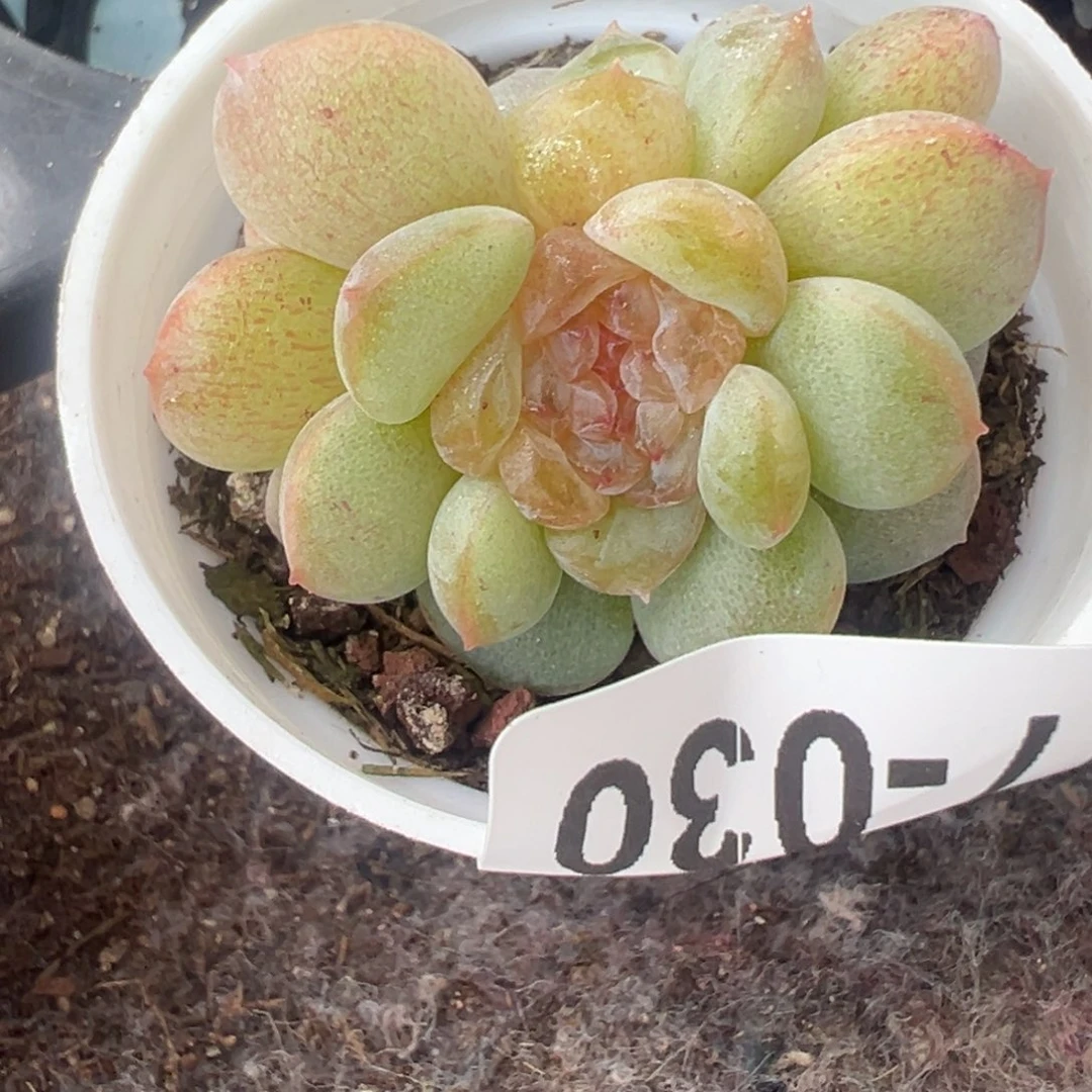 无***仙哈哈哈哈哈17-030