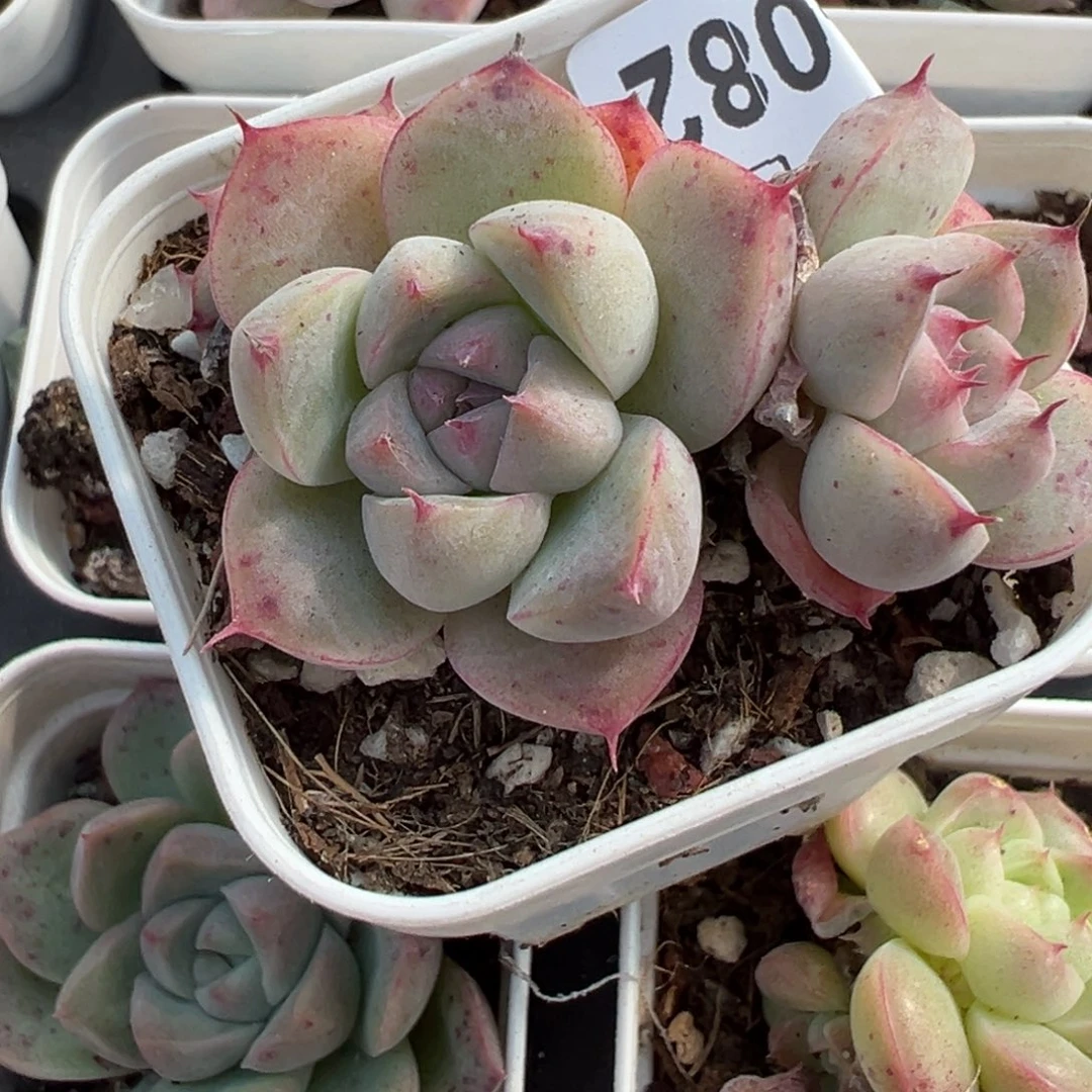 哈哈哈哈哈2-082