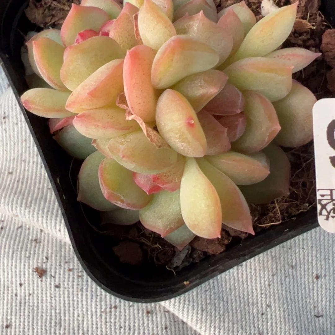 哈哈哈哈哈9-206