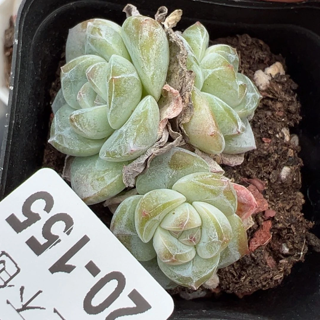 哈哈哈哈哈20-155