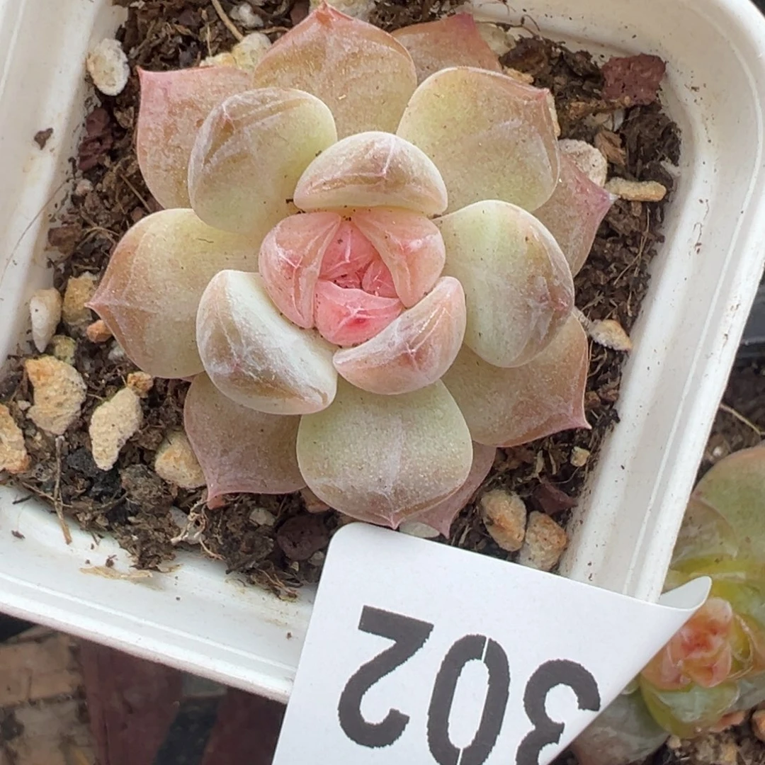 哈哈哈哈哈5-302