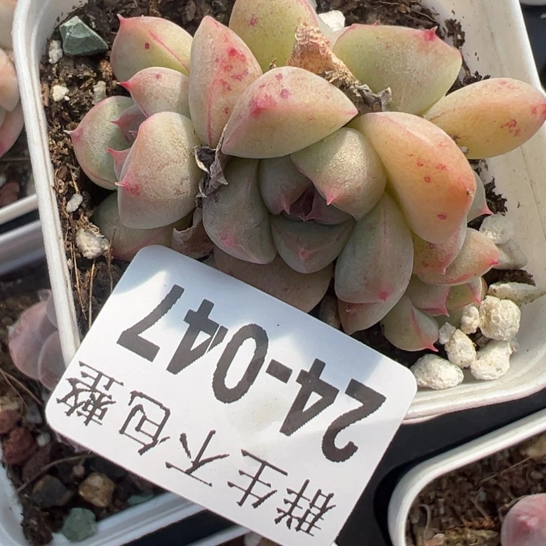 哈哈哈哈哈24-047