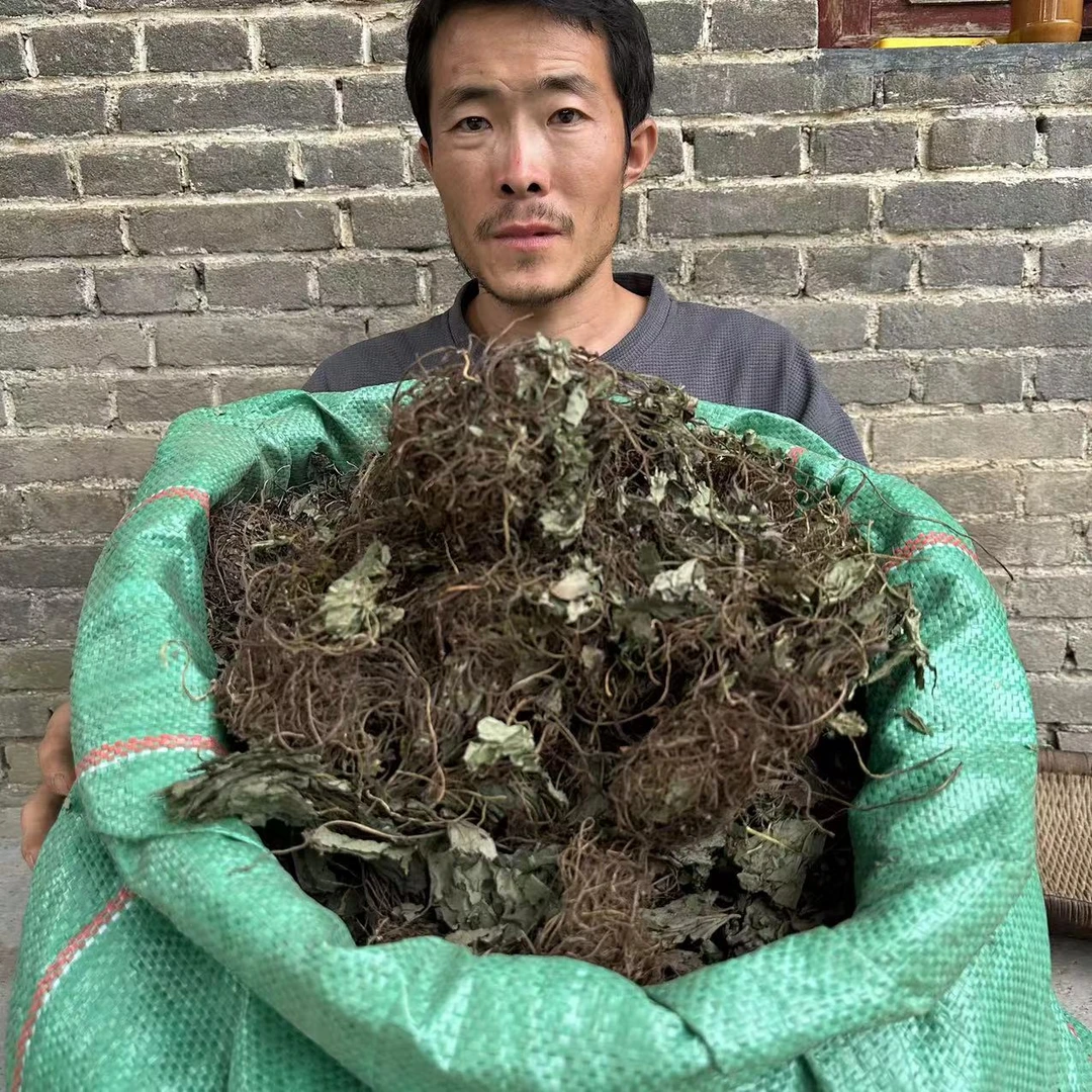 细辛 甘肃细辛 野外大山里采挖非种植带叶细辛150g