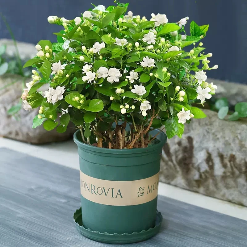 茉莉花盆栽室内花卉植物带花苞特大茉莉花四季开花好养活绿植花卉