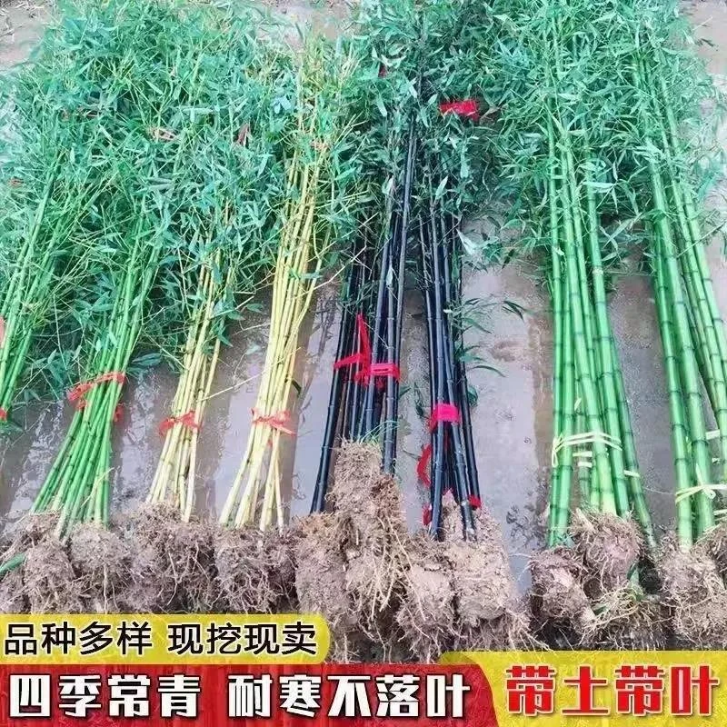 48小时发货竹子苗庭院四季常青耐寒植物观赏大型竹子盆栽紫竹美观