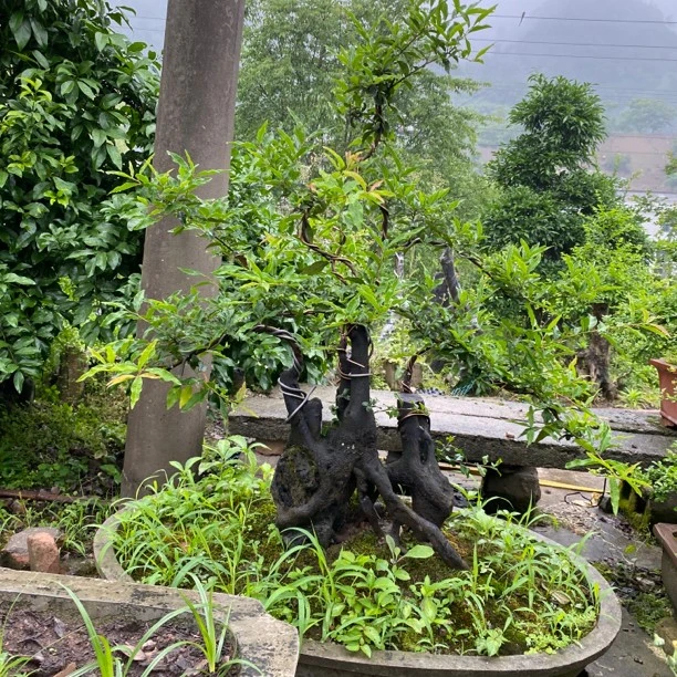 金弹子老桩盆景四季常青大型白色瓶兰花血红花生果葫芦庭院观景树