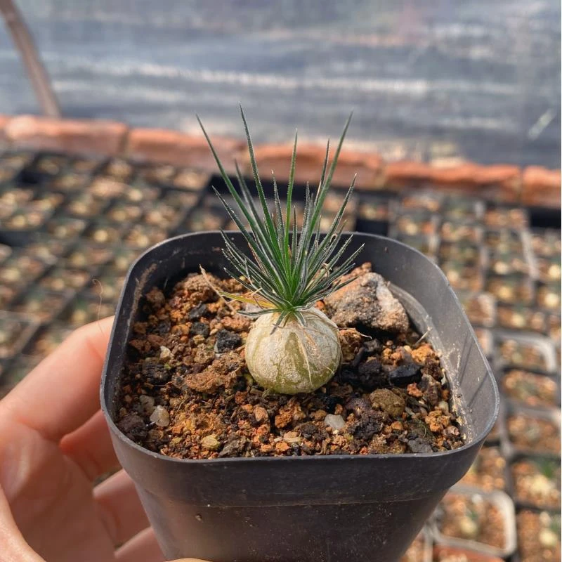 实生迷你海葱块根园艺多肉植物 阳台室内好养防辐射萌趣可爱盆栽