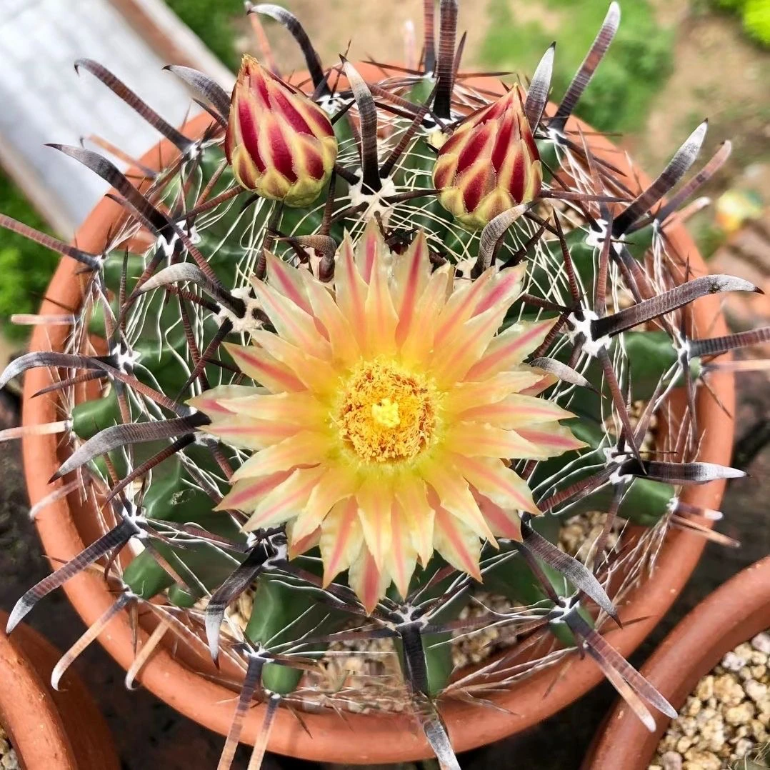 实生巨鹫玉狂刺仙人球强刺属 开花观刺仙人掌 多肉植物盆栽防辐射