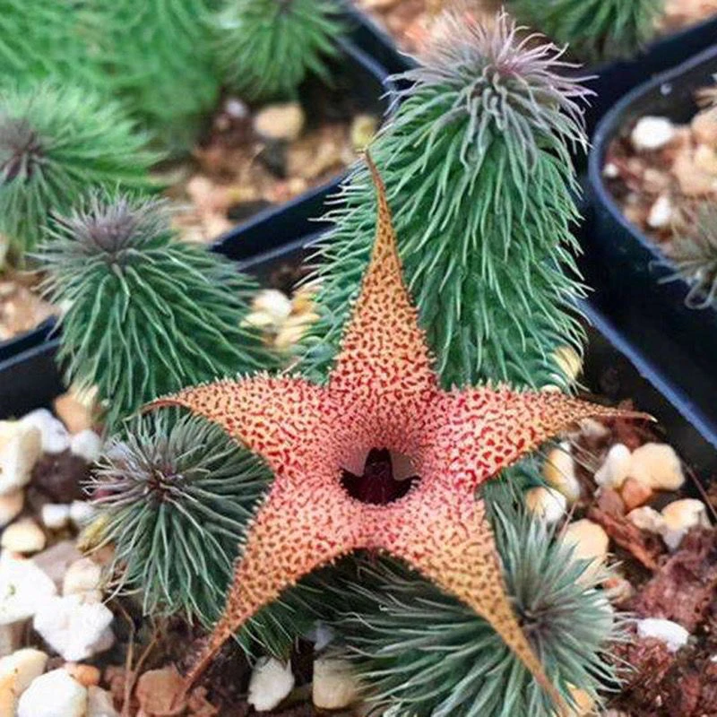 阿修罗 稀有奇异花卉萝藦科多肉植物 夏型种室内绿植