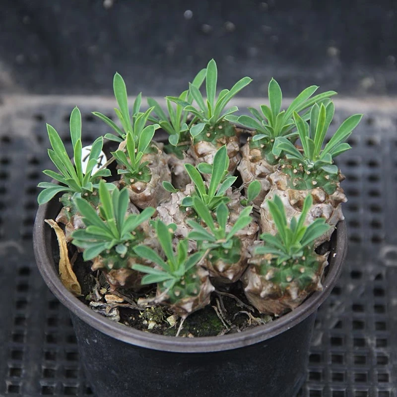 进口多肉植物 铁甲麒麟白桦麒麟峨眉山块根 绿植花卉组合