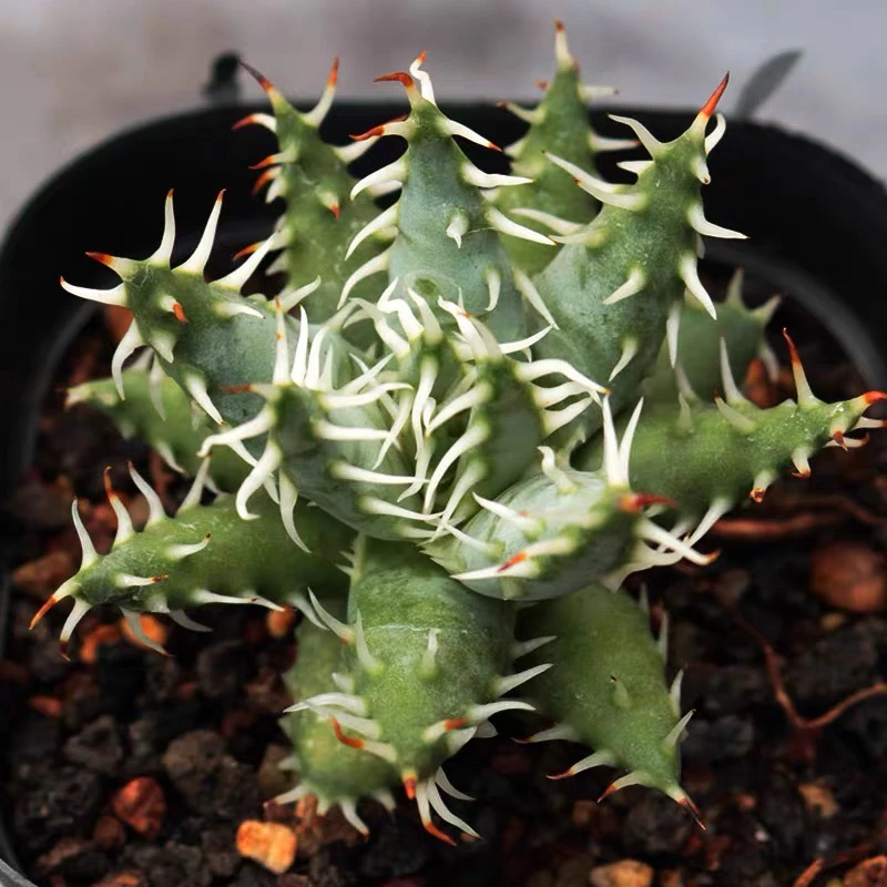黑魔殿 稀有高端百合科芦荟 趣味多肉植物办公室防辐射小盆栽大颗