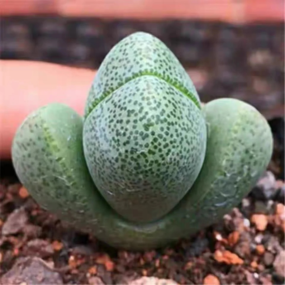 帝玉元宝多肉植物盆栽好养肉肉室内阳台办公室花卉小盆栽绿植