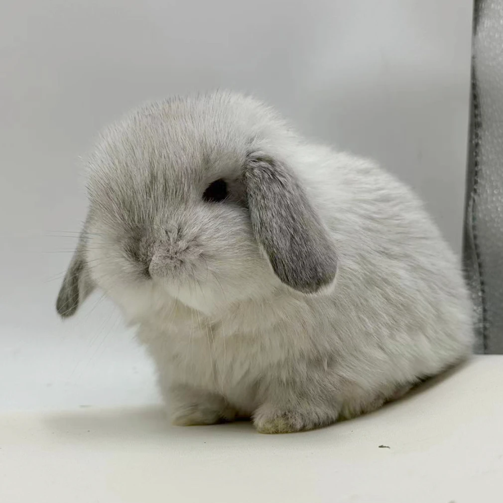 宠小兜超萌好物兔子宠物兔侏儒兔垂耳兔子活体小型凤眼迷你茶杯兔