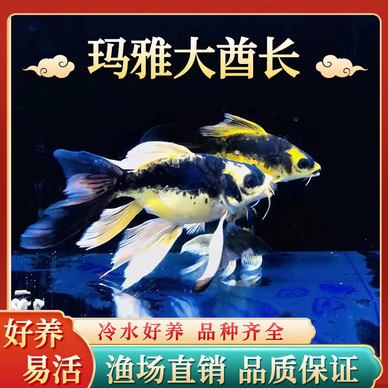 玛雅大酋长2023新款长蝴蝶鲤大鳍大尾熊猫彩蝶球体球型冷水鱼活体