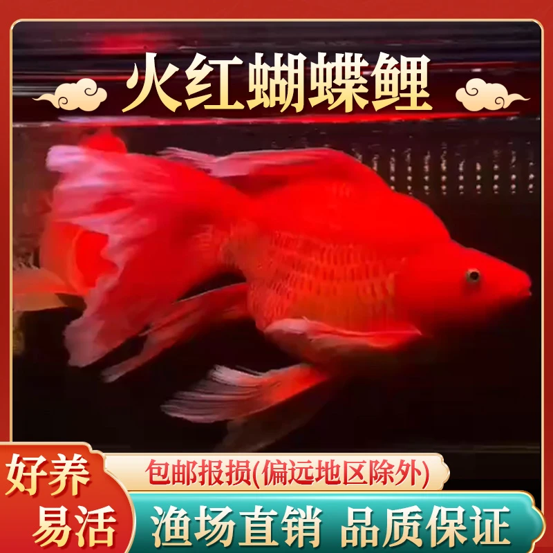 火红蝴蝶鲤冷水鱼球体锦鲤红色贵妃龙凤蝴蝶大鳍长尾观赏鱼苗活体