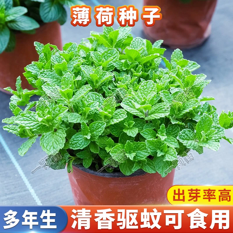薄荷种籽 盆栽室内猫薄荷苗留兰香阳台家庭田园小院种植花卉种子