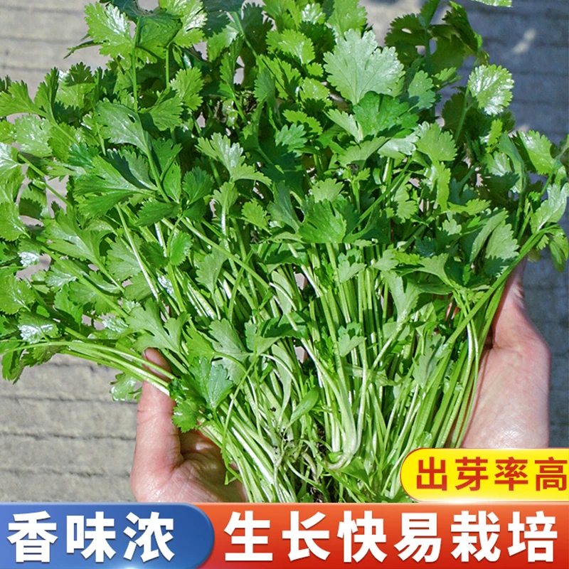 耐热速生香菜种子 芫荽种籽阳台庭院花盆栽春播种植农家蔬菜种子