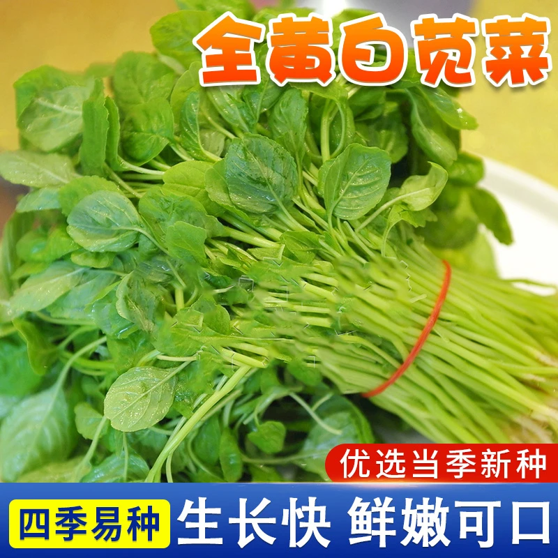 耐热全黄苋菜种籽四季播种植室内盆栽阳台庭院农家菜园地蔬菜种子