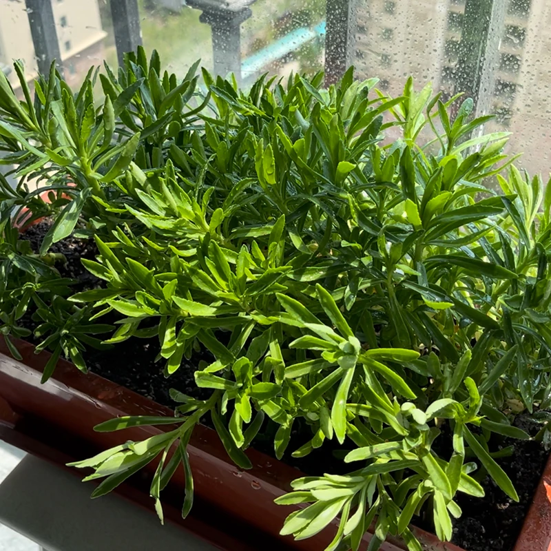 养心菜救心菜种苗可食用野菜四季播阳台盆栽特色蔬菜种苗