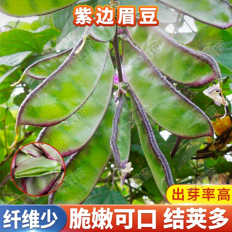 紫边眉豆种籽 四季豆芸豆种子阳台庭院花盆栽种植农家菜园地蔬菜